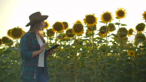A-girl-walks-across-a-field-with-large-sunflowers-and-writes-information-about-it-in-her-electronic-tablet.